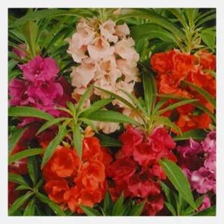 balsam mix