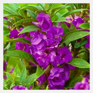 balsam rose