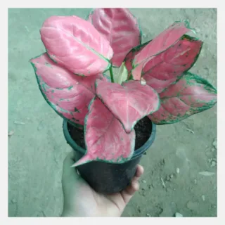 Aglaonema Pink 1