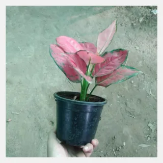 Aglaonema Pink 2