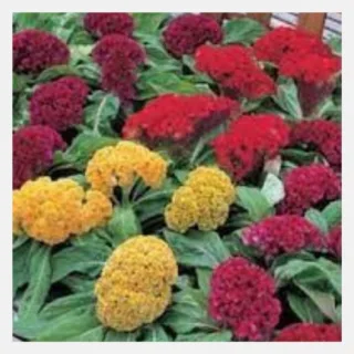 Cockscomb Armor Mix