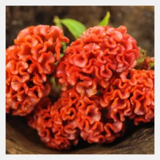 Cockscomb Armor Orange