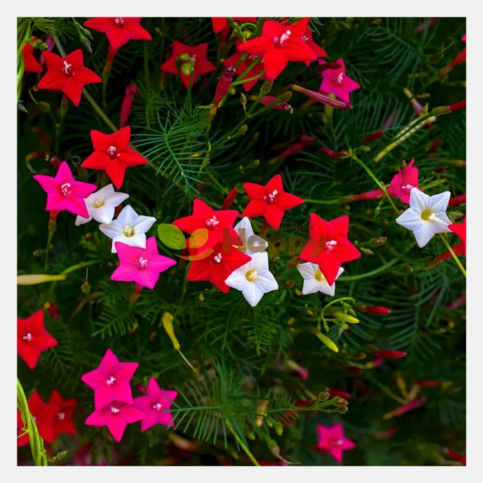 Cypress Vine Mix Flower Seeds