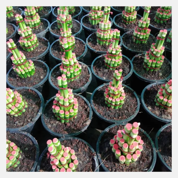 Lucky Bambo Bunch - Image 2