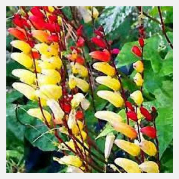 Mina Lobata Mix Flower Seeds