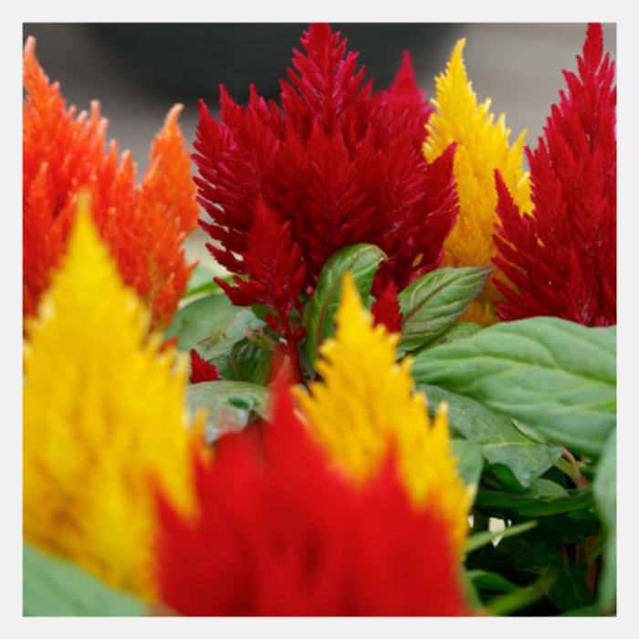 Celosia Kimono Flower seeds