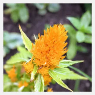 celosia plumosa gold