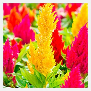 celosia plumosa mix