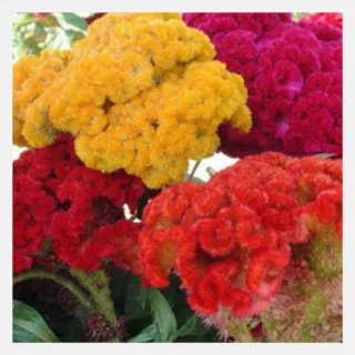 cockscomb coral garden