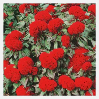 cockscomb prestige scarlet