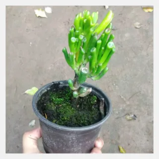 gollum jade 1