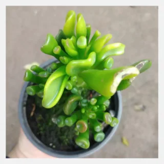 gollum jade 2