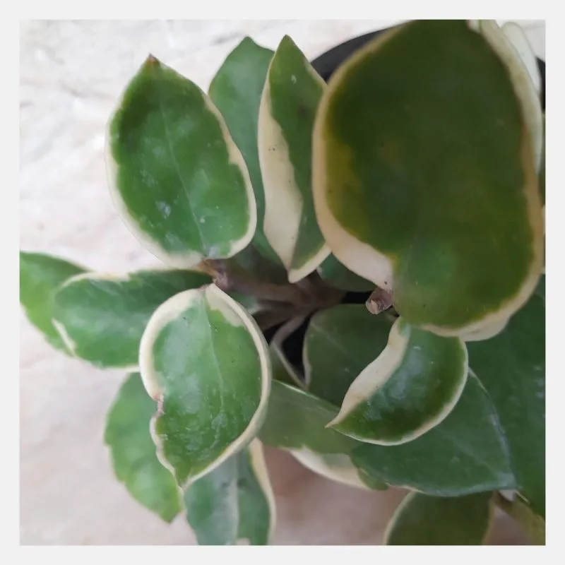 hoya carnosa 1
