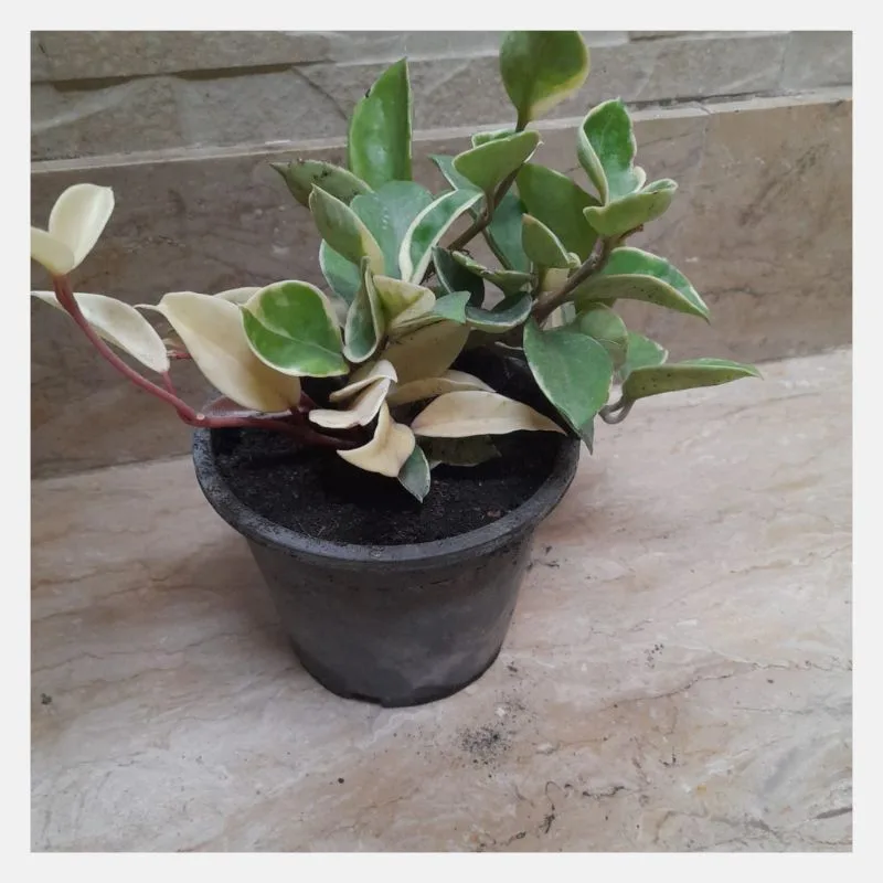 hoya carnosa