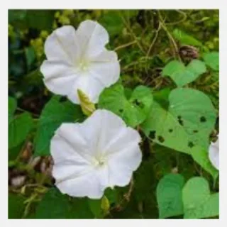 moon flower