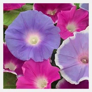 morning glory early
