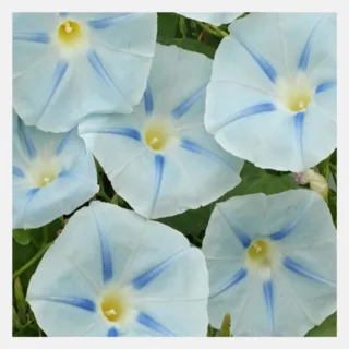 morning glory ismay