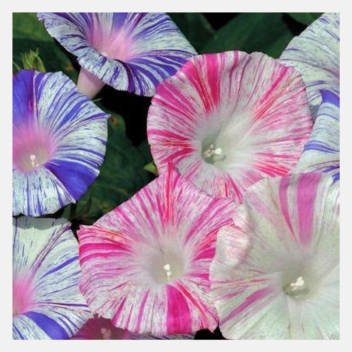 Morning Glory Purpurea Stripe