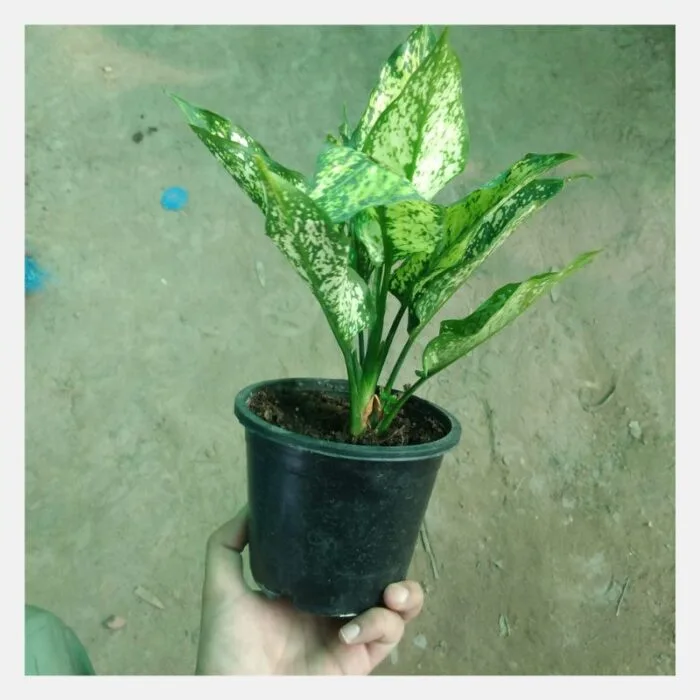 Aglaonema White - Image 2