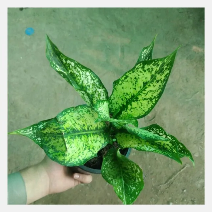 Aglaonema White