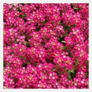 Alyssum deep rose