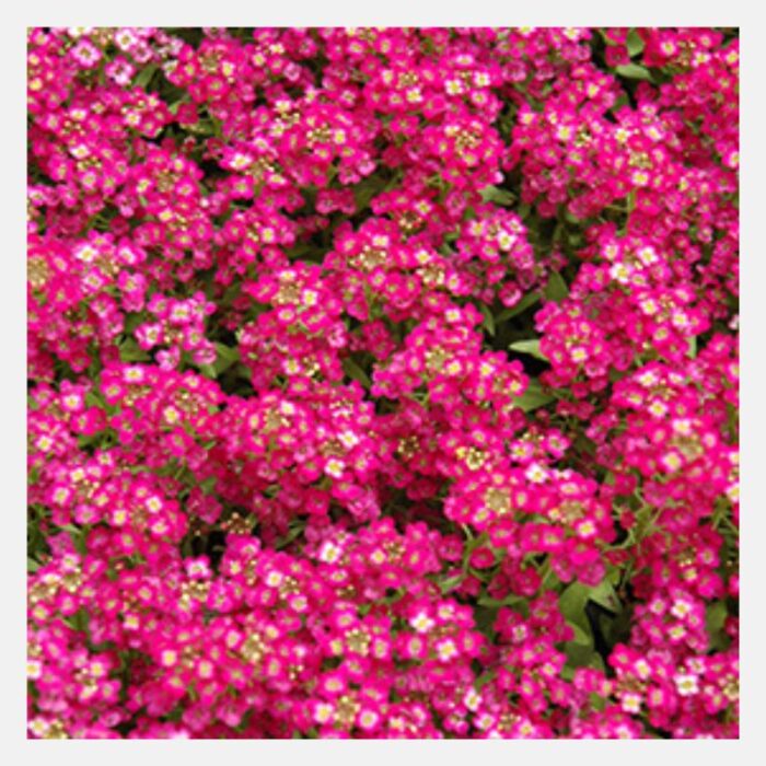 Alyssum Bonnet Flower Seeds