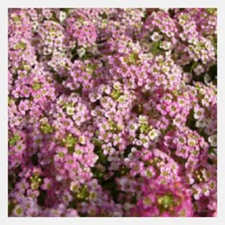 Alyssum pink