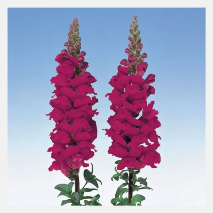 Antirrhinum F-1 Admiral Flower Seeds - Image 6