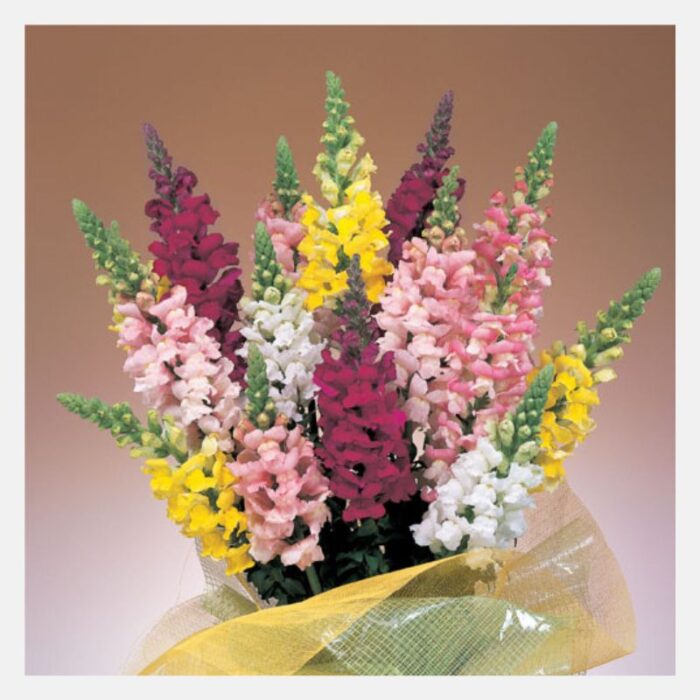 Antirrhinum Admiral Flower Seeds