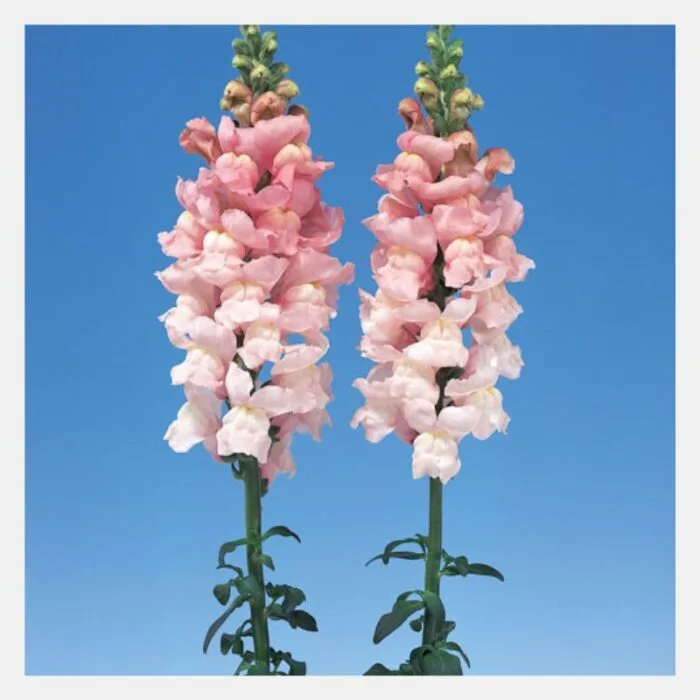 Antirrhinum F-1 Admiral Flower Seeds - Image 2