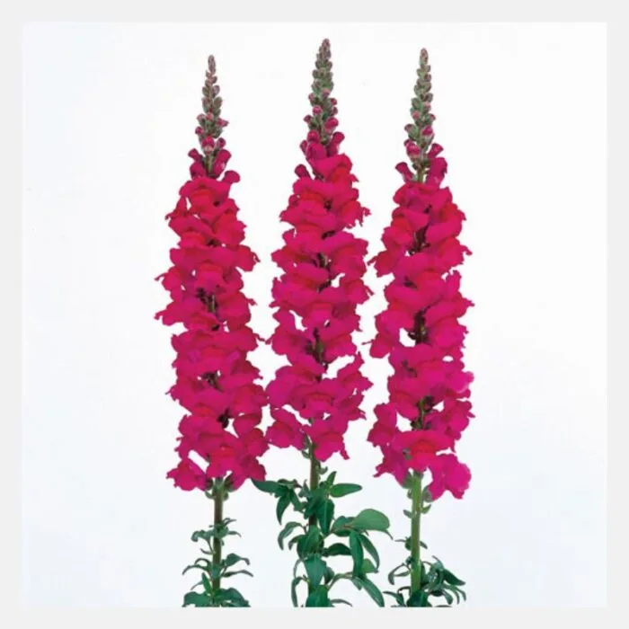Antirrhinum F-1 Admiral Flower Seeds - Image 3
