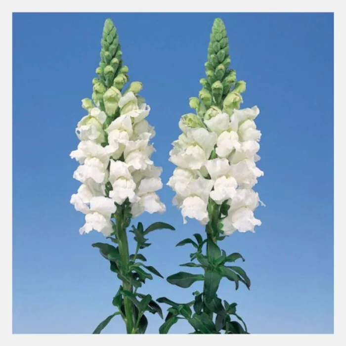 Antirrhinum F-1 Admiral Flower Seeds - Image 5