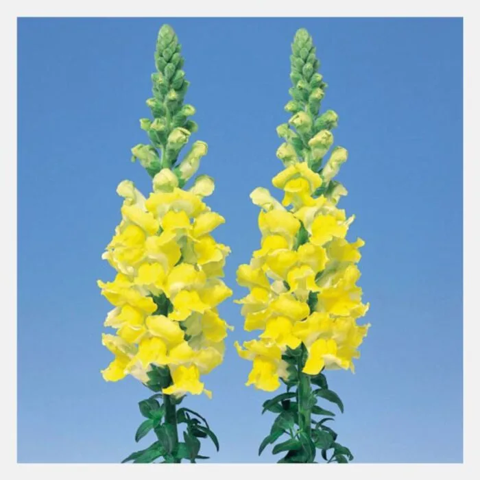 Antirrhinum F-1 Admiral Flower Seeds - Image 4