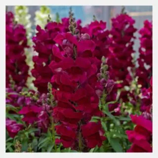 Antirrhnium burgundy