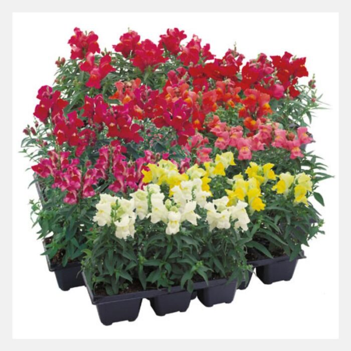 Antirrhinum F-1 Showers Flower Seeds