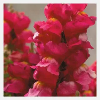 Antirrhnium shower rose