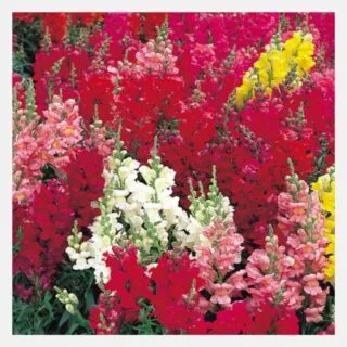 Antirrhnium sonnet mix