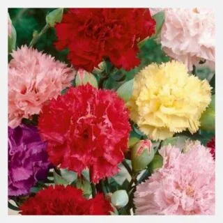 Carnation Chaubaud Mix