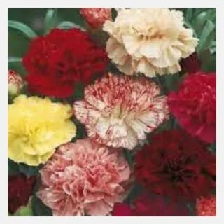 Carnation Picotee Mix