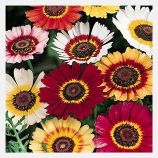 Chrysanthemum Rainbow Mix