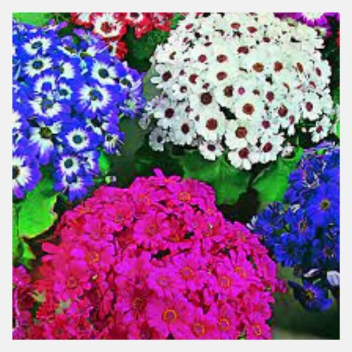 Cineraria F-1 Early Sensation Mix Flower Seeds