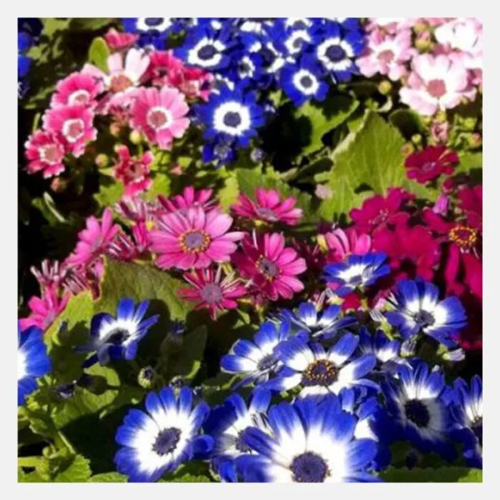 Cineraria Tall Mix Flower Seeds