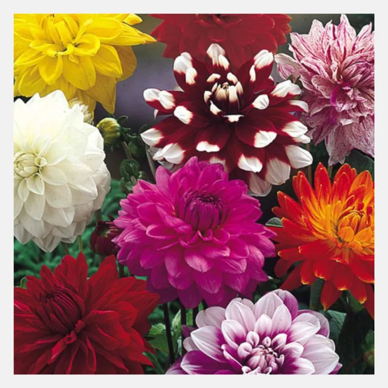 Dahlia Decorative Mix Flower Seeds
