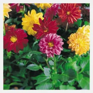 Dahlia Garden Pride
