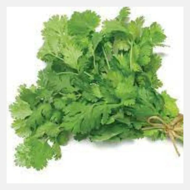 Coriander