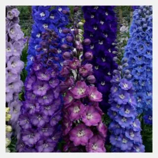 Delphinium Pacific Mix
