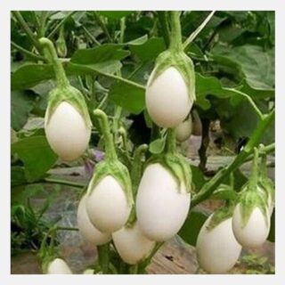 Eggplant white