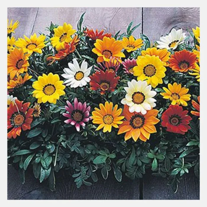 Gazania New Day Mix Flower Seeds