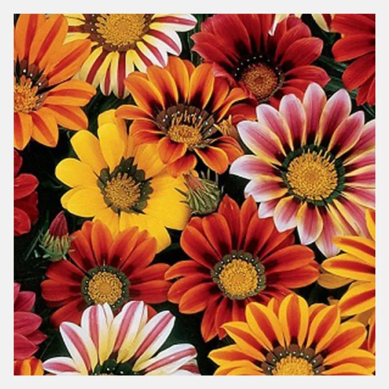 Gazania Sunshine Mix Flower Seeds
