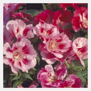 Godetia Azaleaflora Mix